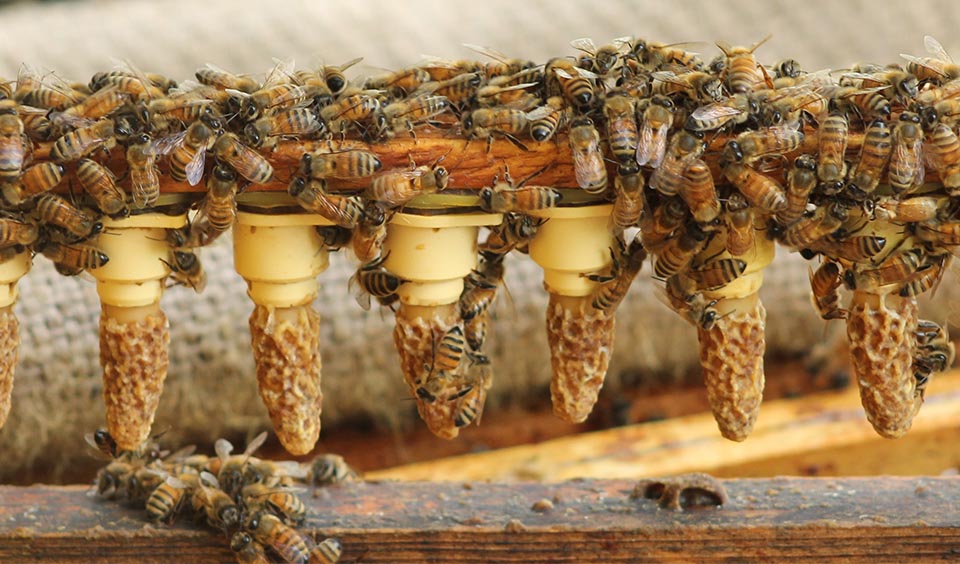 Ape vaporizzatore trattamento acido ossalico Varroa acaro vaporizzatore  Sublimox acido ossalico sublimatore apicoltura attrezzature per apicoltore  - AliExpress